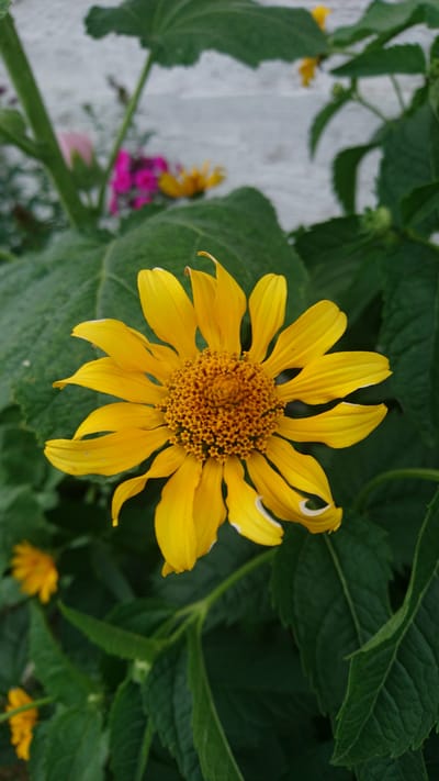This is a close-up, top-down shot of a bright yellow flower with numerous petals and a textured, brown center. The flower is the primary subject, positioned in the middle of the frame. It is surrounded by lush, green foliage, with some leaves and stems visible in the foreground and background. In the lower left portion of the image, out of focus, are hints of other colorful flowers, including pink and smaller yellow blooms. The background behind the greenery is a light, textured surface, possibly a wall or fence. The lighting suggests it is daytime, and the overall impression is one of a natural, outdoor setting, likely a garden or park. There is no visible text.