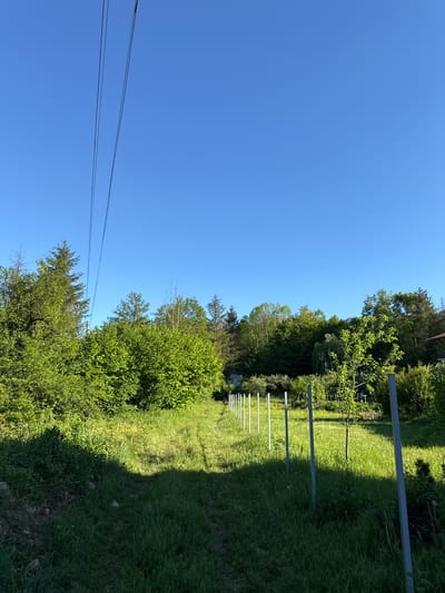 The image depicts an outdoor scene in Barziya, Bulgaria. A row of thin, grey metal posts stand in a grassy area interspersed with trees and bushes.  Shadows from an unseen object fall across the grass. Power lines stretch across a clear blue sky. No people or animals are visible.