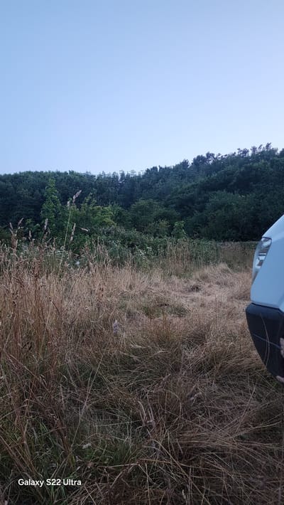 A wide shot shows a light blue van parked on a grassy area with tall, dry grass. Behind the van, a dense forest of dark green trees stretches across the horizon under a clear, pale blue sky. The foreground is dominated by the dry grass, some of which is quite tall and stands out against the darker greenery of the forest. The van, partially visible on the right side of the frame, is a light blue color and appears to be a commercial vehicle. The scene suggests an outdoor setting, possibly a roadside or a parking area near a wooded area. The time of day appears to be either early morning or late evening, given the soft light and the color of the sky. The image has a watermark in the bottom left corner that reads "Galaxy S22 Ultra".