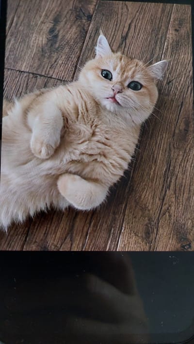 The media file shows a top-down view of a light orange cat lying on its back on a wooden floor. The cat has green eyes and its paws are curled up towards its chest. The wooden floor has a distressed, rustic appearance with visible grain and knots. To the right of the cat, a portion of a dark, reflective surface is visible, possibly a screen or a piece of furniture, with a faint impression of a hand on it. The lighting suggests an indoor setting, with no indication of the time of day or weather. The cat appears relaxed and comfortable, with its head tilted slightly and its tongue peeking out, giving it an endearing and playful expression. No text is visible in the media file. The setting is described as Büyükçekmece, Turkey, but this information is external to the visual content.