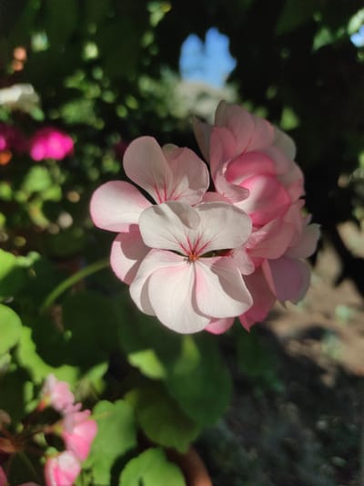 The image captures a close-up of pink and white flowers, likely geraniums, in a garden setting. The flowers are in full bloom, with delicate petals displaying a gradient of color from white at the center to pink at the edges. The background is a blur of green foliage and hints of sunlight filtering through, suggesting an outdoor environment. A smaller cluster of pink flowers is visible in the lower left of the frame, also out of focus. The overall lighting suggests it's daytime, possibly late afternoon due to the warm glow on the petals. The scene depicts a natural, serene garden space. This particular garden is located in Sadova, Moldova.