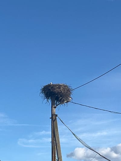 This is a medium shot, taken from a low angle, of a large bird's nest situated atop a utility pole. The nest is constructed from twigs and other natural materials and appears to be quite substantial. A small bird is visible within the nest. The nest is supported by a wooden crossarm attached to the pole, with electrical wires running overhead. The background consists of a clear blue sky with a few wispy white clouds visible on the right side. The overall scene suggests a rural or semi-rural setting, likely in Russia given the location context. The lighting indicates it is daytime, with the sun casting a bright light on the scene. There is no discernible text in the image.