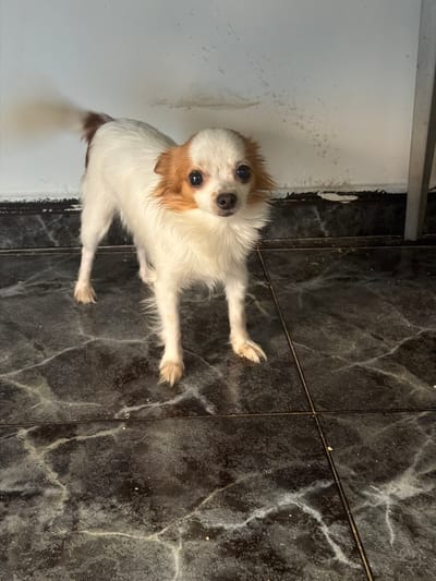 A small, long-haired, white and tan Chihuahua-type dog stands on a dark, marble-patterned tiled floor. The dog is facing forward, looking directly at the camera with dark eyes. It has tan markings on its ears and a tan patch on its back. Its tail is raised and blurred, suggesting it is wagging. The background consists of a white wall with some dirt marks near the bottom. The scene appears to be indoors, possibly in a residence, in Hostalric, Spain.