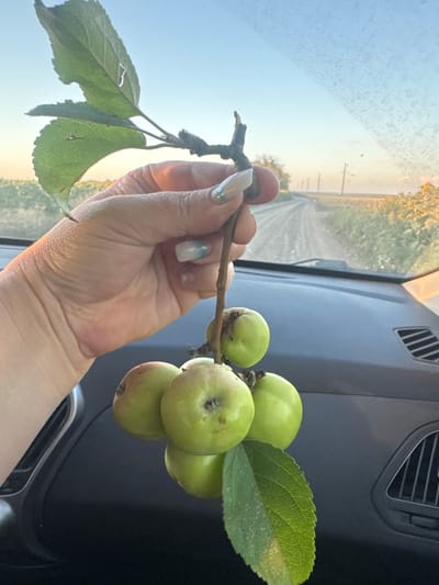 A close-up shot shows a person's hand holding a small branch with several green, unripe apples and leaves. The hand, with manicured nails, is positioned in the foreground against the backdrop of a car's interior. The car's dashboard and air vent are visible. Beyond the car's windshield, a dirt road stretches into the distance, flanked by fields and trees under a clear sky, suggesting an outdoor setting, possibly in a rural area like Il'inskii, Russia. The sunlight casts a warm glow, indicating it's likely late afternoon or early evening.
