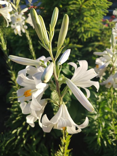 A close-up, vertical, medium shot captures a stalk of white lilies in bloom, with several unopened buds visible. The flowers are large and trumpet-shaped, with delicate, white petals that are beginning to unfurl. The stamens are a vibrant yellow, contrasting with the white of the petals. The lily stalk is green and appears to be growing in a garden setting. The background is a blur of green foliage, suggesting a natural outdoor environment, possibly in a city park or residential garden in Zlatopil, Ukraine. The lighting suggests it is daytime, with the sun casting some shadows and highlighting the delicate textures of the petals.