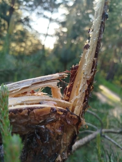 The image shows a broken tree branch in a forest setting. The bark of the branch is damaged and split, revealing the inner wood. There appears to be sap present on the wood. The background is blurred, showing trees and vegetation. The precise location within Zarech'e, Russia cannot be determined from the image alone. No people, actions, or interactions are depicted.