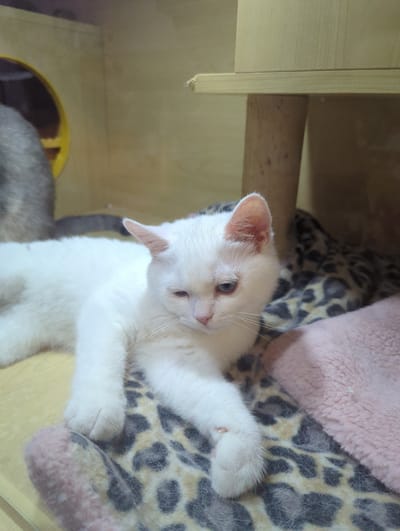 A white cat with light blue eyes is lying down on a leopard-print blanket, with a pink fluffy blanket visible to the right. The cat is partially obscured by the blankets and has its left eye partially closed. In the background, part of another cat with grey fur and a tail is visible, along with a light-colored wooden structure that appears to be part of a pet habitat. The overall environment suggests an indoor pet-friendly setting, possibly a cat cafe or a pet store, located in Xishan District, China.