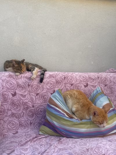 Two domestic cats are resting on a pink, rose-patterned sofa. One cat, a tabby with orange and brown markings, is lying on its side with its eyes closed, its head resting on a striped pillow. The second cat, a tricolor tabby with white paws, is curled up behind the first cat, also with its eyes closed. The background is a light gray textured wall. The scene appears to be outdoors, possibly in a residential area within the Shaar HaNegev Regional Council, Israel.