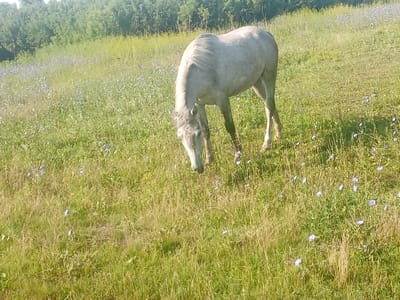 A light gray horse grazes in a grassy field dotted with small blue flowers. The horse is facing downwards, its head bowed as it eats. In the background, a line of trees forms a natural border to the field. The image appears to be taken outdoors on a sunny day. The location is not specified in the image data.