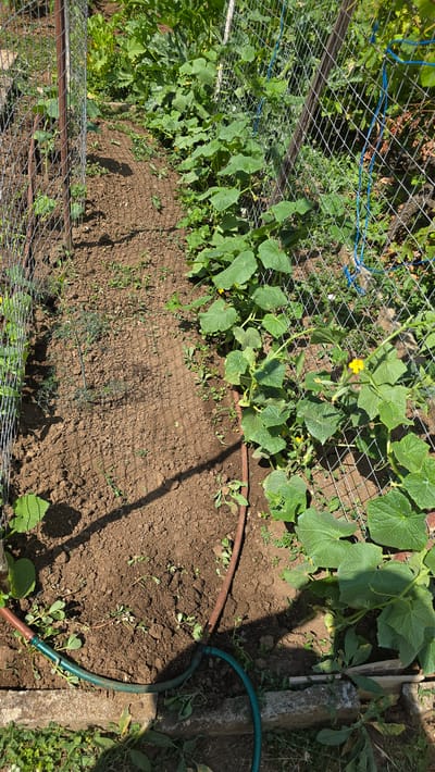 This is an outdoor, eye-level, full shot of a garden in Ravadinovo, Bulgaria. The garden appears to be a vegetable garden with several plants growing. The plants on the right side of the frame are bushy with large, green leaves and some yellow flowers, suggesting they may be cucumbers. The plants on the left side of the frame are smaller and appear to be dill. There is a chain-link fence running along the left and right sides of the garden, and a portion of what appears to be a raised garden bed, possibly made of concrete blocks, is visible in the foreground. A brown and green garden hose is laid out across the soil, with the green portion extending towards the bottom right corner of the image. The soil is dark brown and appears to be tilled. Sunlight is casting shadows across the garden, indicating it is a bright day. There are no people or animals visible in the image.