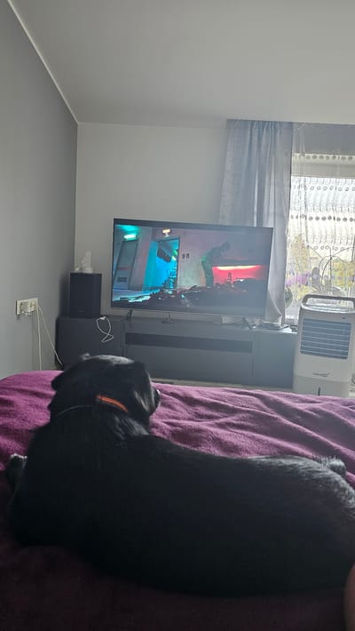 A black dog with an orange collar is lying on a purple blanket in front of a television screen. The dog's back is to the camera. The television displays a video game scene with futuristic architecture and characters. The room has gray walls and floor. A white air conditioner is visible near a window with a sheer curtain. A black speaker is placed below the television. There are electrical outlets and cords on the floor. The scene appears to be indoors, likely in a home in Nemėžis, Lithuania. The image is captured during daylight hours. The dog seems relaxed and attentive to the screen.