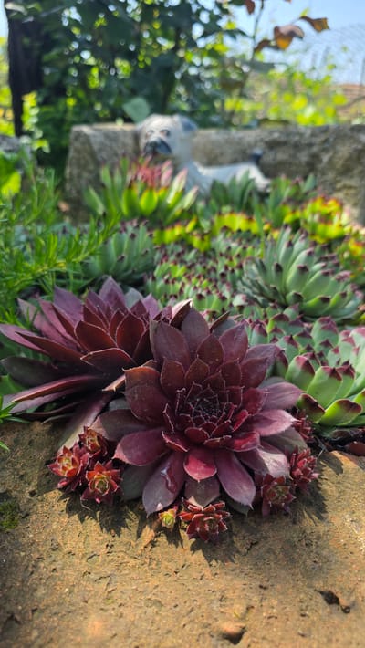 This vertically oriented image showcases a vibrant arrangement of succulent plants, primarily *Sempervivum* (hens-and-chicks), growing outdoors in Valchi Dol, Bulgaria.

The foreground features several prominent rosettes of dark red-purple succulents, characterized by their dense, velvety leaves and tightly packed form. Smaller 'chicks' (offsets) are visible clustered around the larger parent plants. To the left and slightly further back, a dense bed of greener *Sempervivum* varieties extends, displaying leaves with reddish-brown tips, creating a pleasing contrast in color and texture.

The plants are growing on or alongside a textured, brownish-orange surface, likely a stone wall or rockery, which occupies the right portion of the frame. Bright, direct sunlight illuminates the scene, casting sharp shadows from the succulents onto the stone, indicating a clear, sunny day, likely in the late morning or early afternoon.

In the blurred background on the left, a light-colored, possibly stone statue of an animal, resembling a cat or small dog, can be vaguely discerned peeking over an edge. Beyond this, lush green foliage of trees and shrubs, along with patches of bright blue sky, completes the garden-like setting. No specific activity is taking place, and no text is visible in the image.