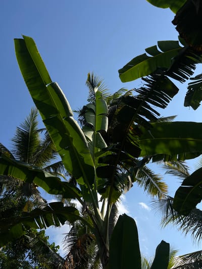 An outdoor, low-angle, full shot captures a bright, clear blue sky with scattered wisps of white clouds. Dominating the frame are lush, green, broad leaves of banana trees, with some leaves appearing tattered. Interspersed among the banana leaves are the feathery fronds of palm trees. The sunlight filters through the foliage, casting shadows and highlighting the vibrant green of the leaves. The scene is set in the village of Kerambitan, Bali, Indonesia, suggesting a tropical environment. There are no people or animals visible in the image. The overall impression is one of natural abundance and a serene, sunny day.