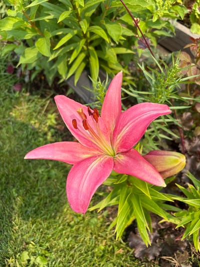 A close-up, high-angle shot captures a vibrant pink lily in bloom, positioned centrally in the frame. The lily's petals are unfurled, revealing its inner workings. The stamens, tipped with reddish-brown anthers, stand out against the softer pink of the petals. To the right of the bloom, a closed lily bud, tinged with green and yellow, rests amongst the foliage. The foreground is dominated by lush green grass, partially shaded, creating a textured carpet. Behind the lily, a dense arrangement of green foliage forms a backdrop, interspersed with hints of darker, reddish-brown leaves and slender green stems bearing small buds. The scene appears to be an outdoor garden setting, likely in a residential area, given the presence of manicured grass and a wooden border visible in the upper right corner. The lighting suggests it is daytime, with sunlight casting shadows and highlighting the textures of the plants. The location is identified as Tikhiye Zori, Russia.