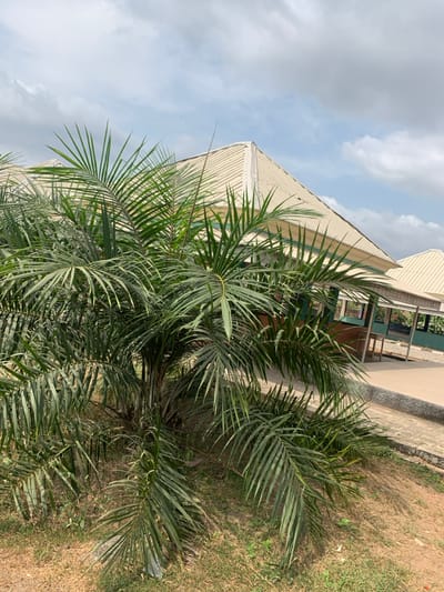 The image captures an outdoor scene in Kado, Nigeria, under a partly cloudy sky. The foreground is dominated by a lush, multi-stemmed palm plant featuring numerous green fronds. The ground surrounding the palm is composed of reddish-brown soil with patches of sparse green vegetation. Behind the palm, a building with a light-colored, corrugated metal hip roof is visible. This structure displays a white fascia board and dark green trim beneath the roofline, indicative of an open-sided pavilion with visible support columns. A light brown paved area extends from the structure to the right. A second, similar roof is partially visible further in the background to the right. No individuals, animals, or actions are depicted.