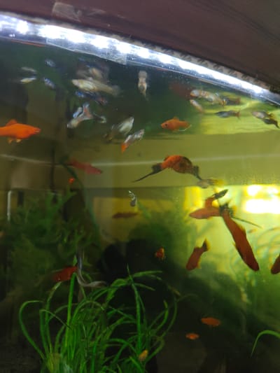 The image shows a close-up, eye-level view of an aquarium filled with clear water. The aquarium contains numerous small fish of various colors, primarily red, orange, and blue, swimming amongst green aquatic plants. The lighting appears to be from above, casting a slight glare on the water's surface. The background is a dark, out-of-focus wooden surface. The scene is indoors. There is no information available to determine the location of the aquarium in the city of Kotelva, Ukraine.