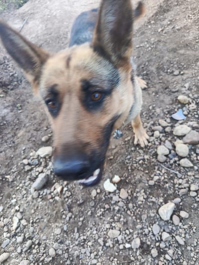 The image is a close-up, slightly blurred photograph of a German Shepherd dog standing on a gravelly surface. The dog is facing the camera, with its head tilted slightly. Its ears are perked up, and its eyes are a warm brown. The dog's fur is a mix of tan and black. The background consists of dirt and small stones. The image quality is poor and does not provide enough detail to determine the specific location in Meget, Russia, or any other identifying characteristics of the environment.