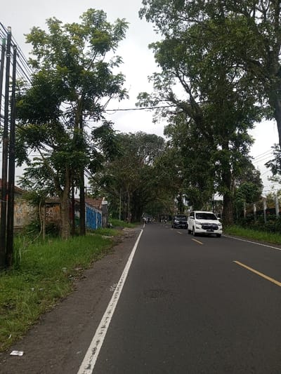 The scene depicts a moderately trafficked, tree-lined asphalt road in Lunugamwehera, Sri Lanka, viewed under an overcast sky. The perspective is from the roadside shoulder, looking towards the vanishing point of the road. On the immediate left, a dirt and sparse grass shoulder, containing minor litter, adjoins the asphalt, separated by a solid white line. Four dark utility poles, supporting multiple overhead electrical and communication wires, stand along this shoulder. Behind the poles and vegetation, parts of structures are visible: an aging wall with faded paint, and further back, another wall marked with blue graffiti. A two-wheeled vehicle, resembling a bicycle or scooter, is parked near the graffiti-marked wall. The asphalt road surface, marked with a solid white line on the left and dashed yellow lines indicating lanes, extends into the background. A white multi-purpose vehicle, displaying the license plate 'B 1557 WDD', occupies the right lane, traveling away from the camera. A dark-colored sport utility vehicle follows behind it. In the distant background, additional vehicles are indistinctly visible. The right side of the road is bordered by a continuous, dense canopy formed by tall, mature trees with abundant green foliage; some trunks exhibit moss or epiphyte growth. No clearly identifiable individuals are present.