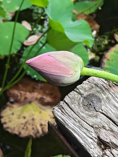 A close-up, eye-level shot focuses on a pink and green lotus bud resting on a weathered piece of driftwood. The bud is positioned to the left of the frame, with its pointed tip facing left. Its outer petals are a muted pink, transitioning to a light green towards the stem. The stem itself is a vibrant green and appears slightly textured. The driftwood, occupying the right and lower portion of the image, is rough and shows prominent grain patterns and a knot. In the background, out of focus, are large, green lotus leaves and dark water. The scene is set in a natural environment, likely a pond or water garden. There are no people or animals visible in the image. The location is identified as Kondratenovka, Russia.