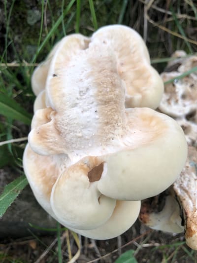 A cluster of light tan and white mushrooms grows amongst green grass and dry leaves on the ground, with a blurred dark background. The mushrooms are irregular in shape, with some appearing to be fused together. The caps have a textured, somewhat porous surface.