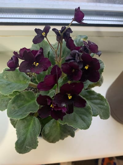 This image features a potted African violet plant with dark purple flowers and green, fuzzy leaves. The plant is situated indoors, likely on a windowsill, given the presence of vertical blinds or a window frame in the background. The lighting suggests it could be daytime, with diffused light entering from the side. The overall scene is simple and domestic, focusing on the beauty of the blooming plant. There are no people visible, and the setting appears to be a home environment in Yamankovo, Russia. The image does not contain any visible text.