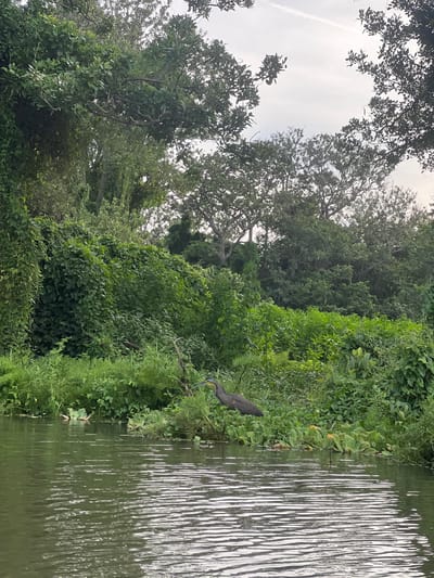 A heron stands on the bank of a calm body of water, surrounded by dense green vegetation. The water's surface is rippled, reflecting the overcast sky and the surrounding foliage. The heron, a large bird with dark gray and brown plumage, is positioned to the right of the frame, facing left with its beak slightly lowered. The background is filled with lush greenery, including vines and trees, with branches extending into the sky. The scene appears to be a natural wetland or riverbank.