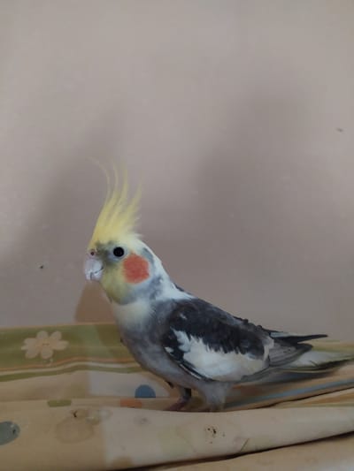 A cockatiel is perched on a surface covered with a patterned cloth. The bird has a crest of yellow feathers, a gray body, and white and orange markings on its face. The background is a plain, light-colored wall. The cloth has a design of white flowers and colorful circles.