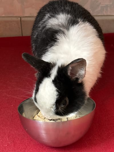 The image captures a black and white rabbit focused on eating from a metal bowl. The rabbit, positioned vertically due to the image orientation, has distinct patches of black and white fur. Its back and ears are predominantly black, while its body is largely white with black markings. The rabbit's head is submerged in a shiny, silver-colored metal bowl, which contains light-colored, possibly flake-like food.
The bowl and the rabbit are situated on a vibrant red, textured surface, likely a carpet or a mat, providing a strong color contrast to the animal's fur. A small section of a lighter, possibly tiled floor, is visible in the background on the left, indicating the boundary of the red surface. The rabbit's fur appears soft and fluffy. Its posture suggests complete engrossment in its meal. No other subjects, activities, or visible text are present in the frame. The scene portrays a tranquil moment of a pet feeding in a domestic setting in Truchtersheim, France.