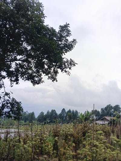 The image displays an outdoor rural landscape in São Félix do Xingu, Brazil, under an overcast sky. The upper left foreground is occupied by dense, dark green foliage from a large tree. The lower foreground and midground feature an expansive field of tall, herbaceous vegetation, primarily exhibiting light green and brown stalks with remnants of dried, light-colored inflorescences. Several slender, vertical poles are intermittently visible within this growth. In the midground, a distinct line of varied trees includes dark green, slender trees and broader-leafed specimens. Positioned in the right midground, a small, single-story structure with a light-toned roof (consistent with thatch or corrugated metal) is partially obscured by foliage. The background shows a horizon of dense, distant treelines or low hills, all beneath a uniform light grey and white cloudy sky. No human subjects or active events are depicted.