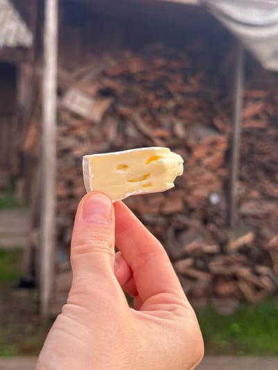 A close-up shot features a person's hand holding a piece of brie cheese. The cheese is light yellow with a white rind and several visible holes, giving it a somewhat anthropomorphic appearance, resembling a face. The background is blurred, showing a pile of wood in an outdoor setting, likely in or near Maksimovo, Russia, with a hint of green grass and a wooden structure. The lighting suggests it is daytime.