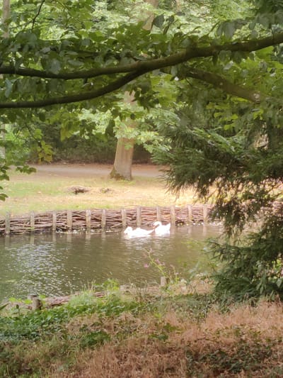 This is a photograph taken outdoors, likely in a park or natural setting. The foreground is dominated by dense green foliage and dry, brown vegetation, suggesting a natural embankment. A body of water, possibly a pond or canal, occupies the middle ground. Two white swans are visible swimming in the water. Behind the water, there is a wooden fence made of intertwined branches. Further back, a path or dirt road runs alongside a grassy area, leading towards a large tree trunk. The background consists of lush green trees and branches, with dappled sunlight filtering through. The image appears to be taken from a slightly elevated or angled perspective, looking down towards the water. The presence of the swans and the rustic fencing suggests a picturesque, possibly landscaped area. The location is identified as Isselburg, Germany.