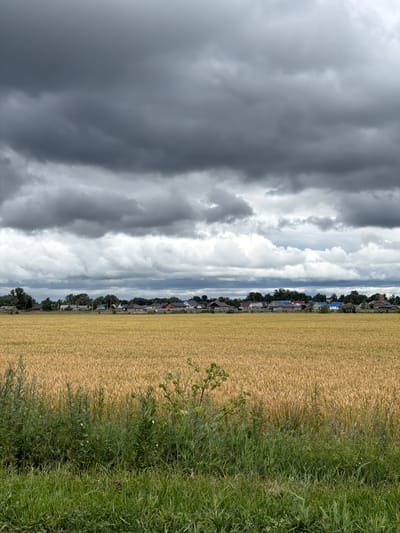 A wide, horizontal shot captures a rural landscape under a heavy, overcast sky. The sky is filled with dark, textured clouds, creating a dramatic and somber atmosphere. Below the clouds, a distant line of houses forms a village, nestled amongst trees. The houses appear to be a mix of styles and colors, with some featuring red-tiled roofs and others with darker hues. In the foreground, a vast field of ripe wheat, golden in color, stretches across the midground. The wheat stalks are densely packed, creating a textured carpet. The lower portion of the image is dominated by a strip of green grass and wild vegetation, with some taller, leafy plants in the immediate foreground. No people or animals are visible in the frame. The image appears to be taken on a cloudy day in the village of Cherdakly, Russia.
