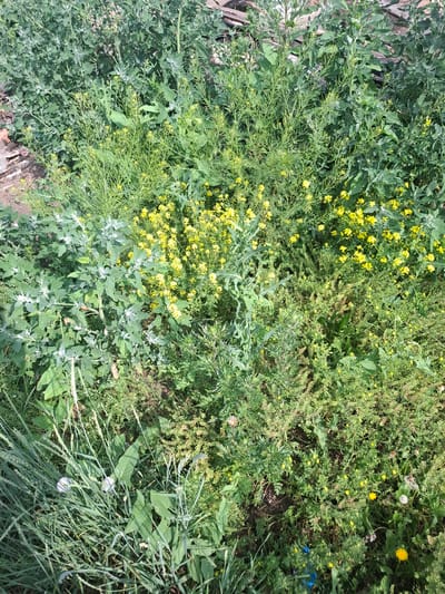 The image shows a dense patch of overgrown vegetation, likely a vacant lot or a neglected area in the city of Pribrezhny Rural District, Kazakhstan. The flora is predominantly green, with a significant presence of various weeds and wild plants. Among the greenery, numerous small yellow flowers are scattered throughout, indicating a blooming season. Some plants have broad, lobed leaves, while others are characterized by thin, wispy stems and smaller foliage. In the lower left portion of the image, a cluster of tall, slender grass stalks stands out. The ground beneath the vegetation is not clearly visible, but the density of the plants suggests a natural, uncultivated environment. The overall impression is one of wild growth and a lack of human maintenance.