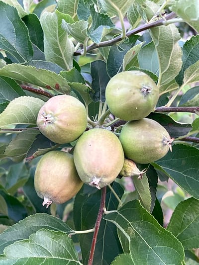The image shows a close-up view of several small, unripe apples hanging from a tree branch, surrounded by green leaves. The apples are a pale green color with hints of pink blush and have small brown spots. The leaves are a vibrant green with serrated edges. The background is a blur of green and brown, suggesting a natural outdoor environment. The scene appears to be a snapshot of early fruit development on an apple tree, likely in an orchard or garden. There is no indication of the specific location within Ленинское сельское поселение, Ukraine, or any people present.