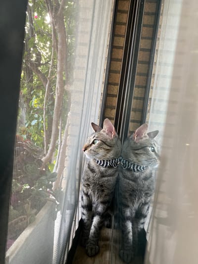 This media file captures a tabby cat lying down, possibly near a window or glass door. The cat is wearing a black and white striped collar. Its reflection is visible, creating a mirrored image of the cat below it. The background shows an outdoor scene with greenery and sunlight filtering through trees, suggesting it's daytime and the weather is likely pleasant. The overall setting appears to be a home with access to an outdoor space. There is no visible text in the image.
