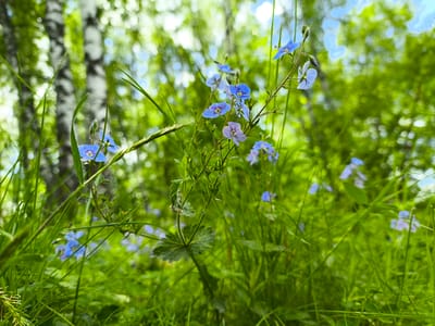A low-angle, eye-level shot in a forest environment, possibly in Mar'inskoe, Russia. The image prominently features blue and purple wildflowers in the foreground amidst lush green grass. A birch tree with white and black bark is visible on the left side of the frame. The background is soft, suggesting a forest canopy with sunlight filtering through the leaves, also revealing glimpses of a blue sky. The composition focuses on the wildflowers and immediate grassy environment, with the background blurred.