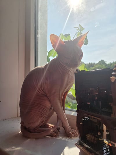 A hairless cat, possibly a Sphynx, is sitting on a windowsill in the city of Voskhod SNT (Frolovo), Russia. The cat is facing to the right, with its head turned slightly towards the sun. The sun is shining brightly through the window, casting rays of light on the cat and the surrounding area. To the right of the cat, there is a Lego structure, possibly a castle or a building. The windowsill appears to be dirty, with dust and debris present. Outside the window, trees and greenery are visible, suggesting a natural or semi-natural environment. The sky is blue, indicating a clear day. The lighting in the image is high contrast due to the direct sunlight.