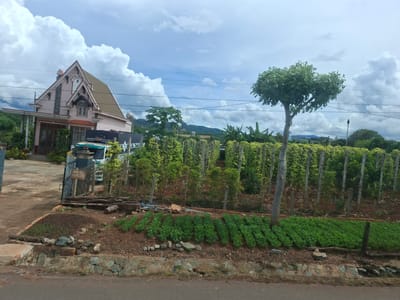 The image captures a rural landscape in Hiệp Hòa, Vietnam, featuring a distinct pink house with a steep, gabled roof and a prominent chimney. In front of the house, a fenced-off area displays rows of lush green plants, likely crops or a garden. A single, mature tree with a full canopy stands to the right of the frame, casting a shadow over the cultivated ground. A white truck is partially visible behind the fence, suggesting it is parked within the property. The sky is partly cloudy, with dramatic formations of white cumulus clouds set against a blue expanse. Power lines are strung across the upper portion of the image, indicating the presence of electrical infrastructure. The foreground reveals a stone-lined embankment along a road, with more small green plants growing in neatly arranged rows. The overall scene conveys a sense of agricultural activity and rural living.