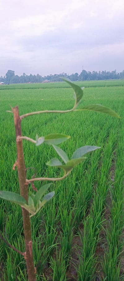 The image depicts a close-up of a young plant with a thin, brown stem and several green leaves in the foreground, positioned to the left. Behind the plant, a vast expanse of vibrant green rice paddies stretches towards a treeline. The sky above is overcast with pale clouds. In the distance, beyond the rice fields, a line of trees is visible, with a few small buildings interspersed among them. The scene appears to be a rural agricultural landscape, likely in the city of Pulodrienbeukah, Indonesia, given the prominent rice paddies. No people are visible in the frame.