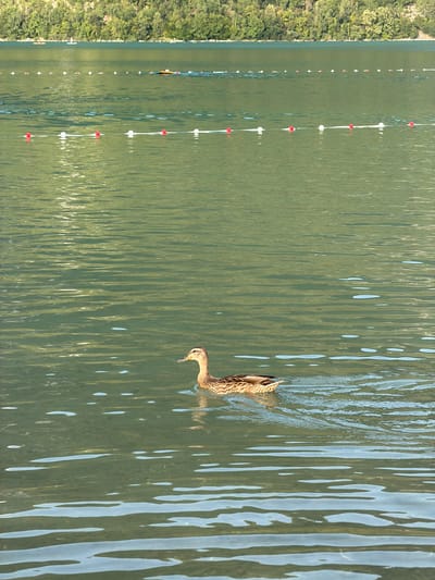 The image displays a serene natural scene on a body of water, likely a lake, with a duck swimming. On the left side of the frame, a lush, green treeline borders the water, suggesting a tranquil, possibly wooded, natural environment. A series of buoys, alternating red and white, are spaced along a line in the water, creating a visual marker or lane. The water itself is a calm, greenish hue, reflecting the sunlight and creating a textured pattern of ripples and highlights.
A single duck, with mottled brown and white plumage, is the prominent subject in the water. It is swimming, with its head tilted slightly downwards, perhaps foraging or observing something below the surface. Its wake is visible, creating gentle ripples behind it. The image is taken from a slightly elevated perspective, looking down at the water and the duck.
The lighting suggests it is daytime, with the sun casting bright reflections on the water's surface. The overall mood is peaceful and natural. While the specific location is given as Novalaise, France, there are no overt landmarks in the image to confirm this. No text is visible in the media file. The presence of the buoys might indicate a designated swimming area or a course for water sports.