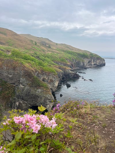 The image shows a coastal scene in Gvozdevo, Russia. A rocky cliff dominates the foreground, covered in sparse vegetation, including flowering shrubs with pink blossoms. The cliff drops steeply to the water's edge, where rocks and small coves are visible. The sea is calm and stretches towards the horizon under a cloudy sky. The land rises to a gentle slope behind the cliff. There are no people visible in the frame.