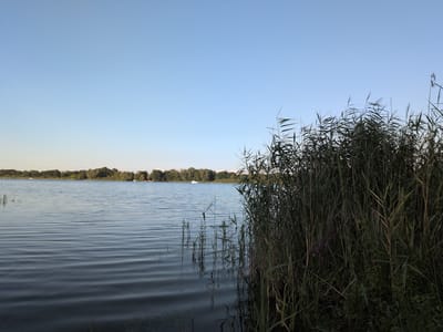 The image shows a serene natural landscape, likely a lake or riverbank. In the foreground, dense reeds and tall grasses dominate the right side of the frame, their green stalks reaching upwards against a clear, pale blue sky. Some of the reeds appear dry and tan, suggesting the season might be late summer or early autumn. A few small purple flowers are visible amongst the foliage. The water in the middle ground is calm, with gentle ripples creating a textured surface. These ripples reflect the soft light of the sky. On the far side of the water, a line of lush green trees forms a distant shoreline, suggesting a wooded area. Two small white boats are visible on the water, one closer to the shore than the other. The overall impression is one of tranquility and natural beauty. The location is identified as Brielow, Germany.