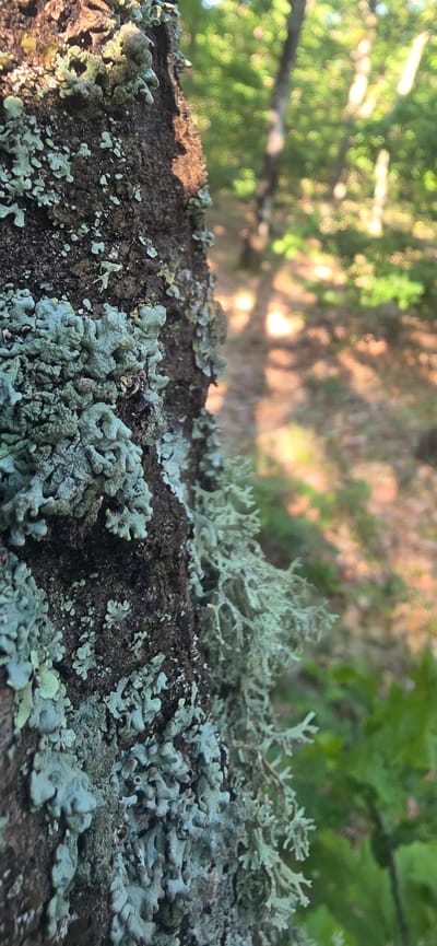 The image shows a close-up view of a tree branch covered in lichen. The lichen appears to be light green and gray. The background is blurred, but it seems to show a forest or wooded area with sunlight filtering through the trees. There is no indication that the location is in the city of Podvis, Bulgaria. There are no people, actions, or interactions visible in the image.