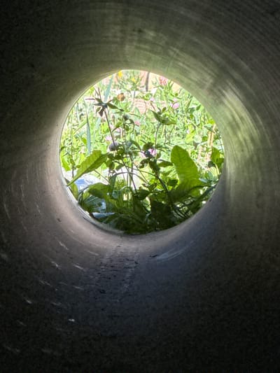 The image shows a view from inside a large, cylindrical concrete pipe looking out towards a patch of greenery. The pipe interior is dark and textured, with a slightly rough surface. Light streams in from the opening, illuminating the vegetation outside. The vegetation appears lush and overgrown, with various plants and some small pink flowers visible. The overall impression is of nature reclaiming or encroaching upon man-made structure. No people are present in the image. The location in the city of Matchino, Russia, is not explicitly indicated by any visual cues within the image itself.