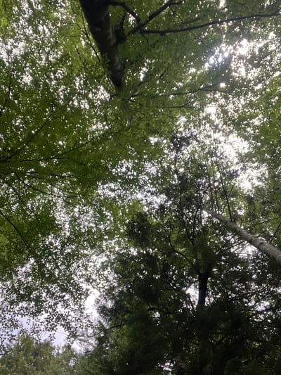 This is a low-angle, vertical shot looking up through the dense canopy of a forest. Sunlight filters through the leaves, creating a dappled effect against the bright sky. The leaves are predominantly a vibrant green, with some areas appearing darker and more shadowed, suggesting a mix of deciduous and coniferous trees. A large tree trunk, light gray and rough-barked, is visible diagonally from the lower right to the upper center of the frame. Another darker, thicker tree trunk is prominent in the upper left quadrant, partially obscured by foliage. The forest floor is not visible. The scene conveys a sense of being immersed in nature, with the sunlight hinting at a possibly overcast day or the late afternoon. The image was taken in the city of Ettal, Germany, indicating it's likely a natural woodland setting within or near the town, potentially in the surrounding Bavarian Alps.