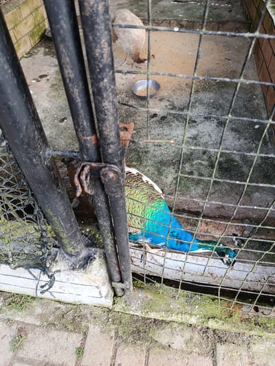 A peacock is visible through a wire cage in an outdoor enclosure. The peacock has iridescent blue and green plumage, with white and brown markings on its wings. It is partially visible, with its head and neck in focus, looking towards the right side of the frame. Another bird, possibly a peahen, is visible in the background, facing left. The enclosure appears to be made of concrete and brick, with a wire mesh roof and sides. There are two metal bowls on the ground within the enclosure, one of which contains a small amount of what appears to be feed. The ground is covered with sand or dirt. The scene suggests an aviary or a zoo enclosure. The lighting indicates it is daytime. The location is Suka Makmur, Indonesia.