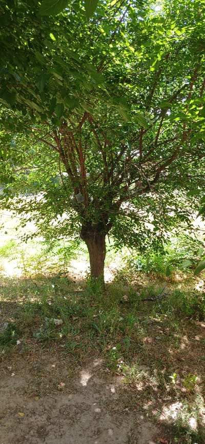 An outdoor medium shot shows a young, leafy tree with a brown trunk and many slender branches spreading outwards in the city of Mailuu-Suu, Kyrgyzstan. The tree is positioned in the center of the frame, with sunlight dappling through its vibrant green leaves, creating a shadowy pattern on the ground below. The surrounding environment is grassy and somewhat dry, with patches of dirt visible. Several small plants and some scattered debris are present at the base of the tree and on the ground. The overall scene suggests a natural setting within an urban area, likely during daylight hours given the strong lighting. There are no people or animals visible in the image.