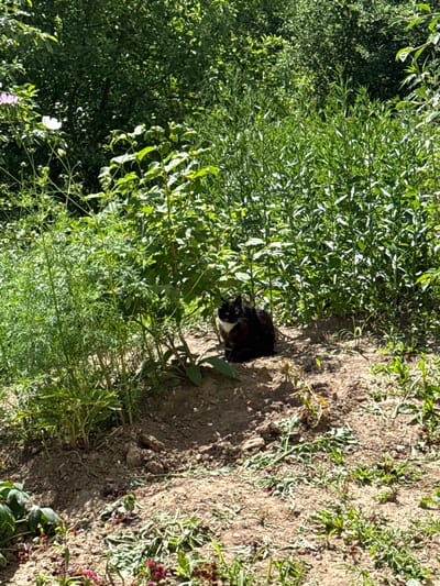 The image depicts a black and white cat sitting in a garden. The cat is positioned on a patch of dirt in the foreground, with lush green foliage and trees forming the background. The garden appears to be outdoors, with natural sunlight illuminating the scene. The location is described as being in the city of Шолохово, Russia, suggesting a rural or suburban setting with abundant plant life. The cat is the primary subject, resting amidst the vegetation. There are no other people or animals visible in the frame. The overall impression is one of a tranquil moment captured in a natural environment.