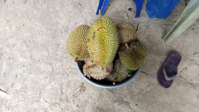 A cluster of durians are arranged in a gray bowl on a cracked concrete surface. To the right of the bowl, a single purple flip-flop lies on the ground. In the background, a blue plastic bag and part of a blue plastic chair are visible. The scene appears to be outdoors, with dry leaves scattered on the concrete. The overall impression is of a rural or market setting, likely in Meunasahuket, Indonesia.
