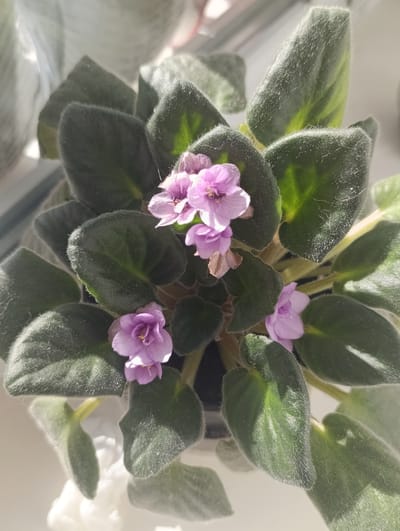 This is a close-up, top-down shot of an African violet plant in bloom, photographed indoors. The plant has lush, dark green, fuzzy leaves and delicate, light purple flowers. The lighting suggests it is daytime, with sunlight filtering in from an unseen window, casting shadows and highlighting the fuzzy texture of the leaves. The background is softly blurred, appearing to be a windowsill or a similar surface, with hints of other objects that are out of focus. The scene is still and peaceful, focusing solely on the beauty of the blooming plant. There is no visible text in the image.
